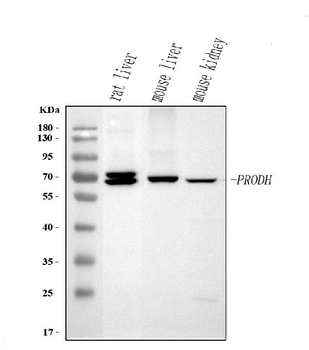 Anti-PRODH Antibody
