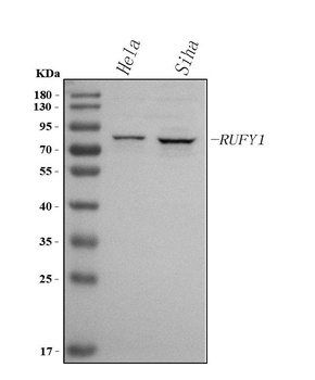 Anti-RUFY1 Antibody