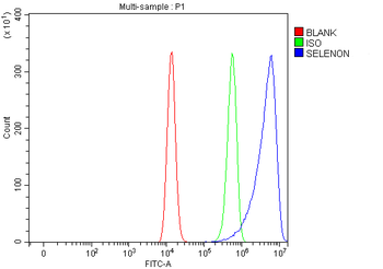 SELENON Rabbit Polyclonal Antibody