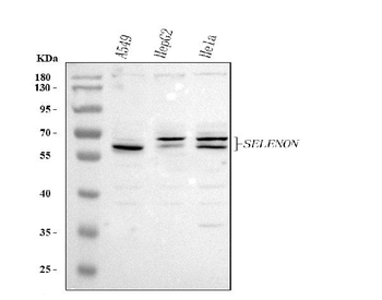 SELENON Rabbit Polyclonal Antibody