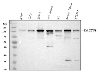 Anti-TSC22D1 Antibody