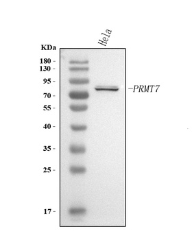 Anti-PRMT7 Antibody