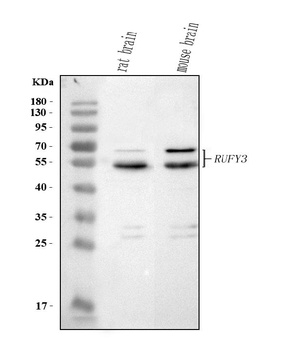 Anti-RUFY3 Antibody