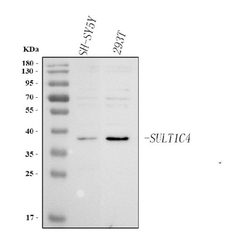 Anti-SULT1C4 Antibody