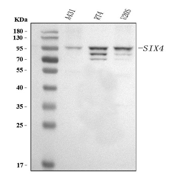 Anti-SIX4 Antibody