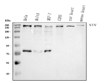 Anti-Ninein/NIN Antibody