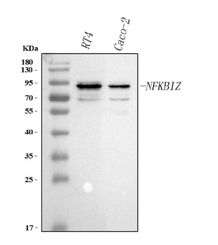 Anti-NFKBIZ Antibody