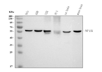 Anti-NFIX Antibody