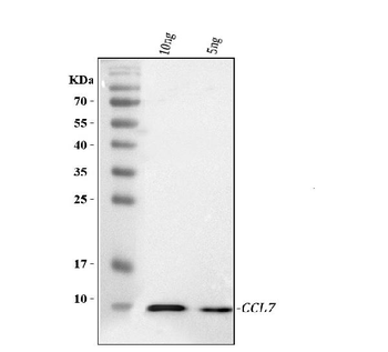 Ccl7 Antibody