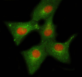 Anti-NELFE Antibody