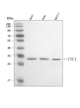 Anti-CYC1 Antibody