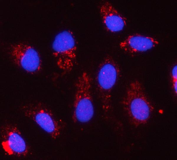 Anti-CYC1 Antibody