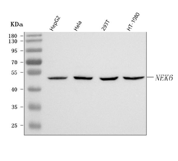 Anti-NEK6 Antibody