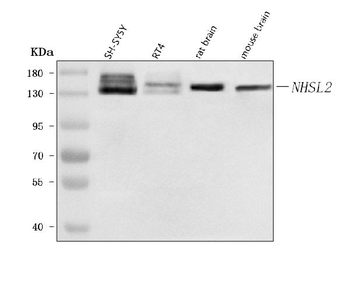 NHSL2 Antibody