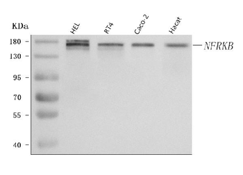 Anti-NFRKB Antibody