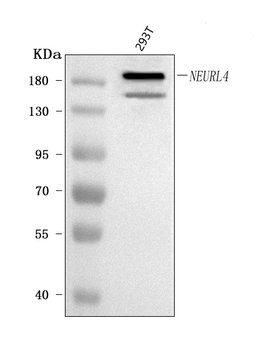 NEURL4 Antibody