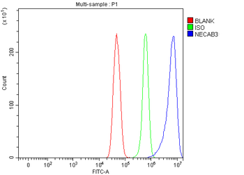 NECAB3 Antibody