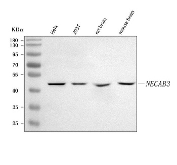 Anti-NECAB3 Antibody