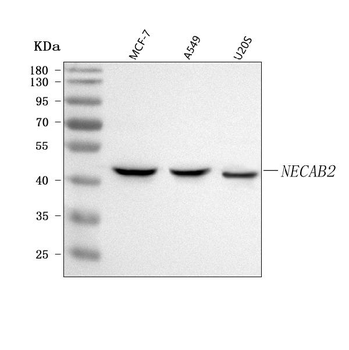 Anti-NECAB2 Antibody