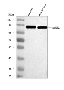 Anti-NEBL Antibody