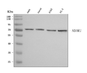Anti-NR1/NDOR1 Antibody