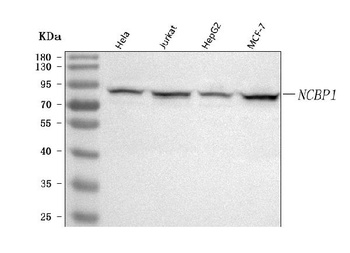 Anti-NCBP1 Antibody