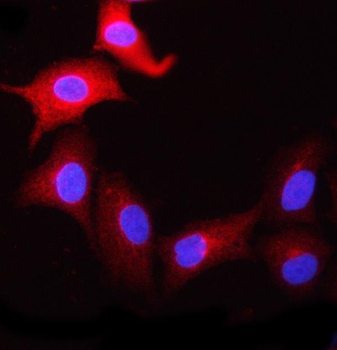 Anti-NCBP1 Antibody