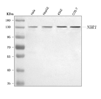 Anti-NBR1 Antibody