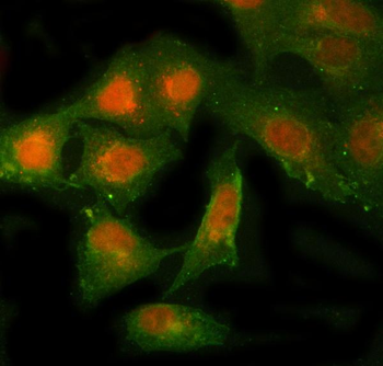 Anti-NBR1 Antibody