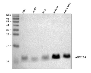 Anti-NDUFA4 Antibody