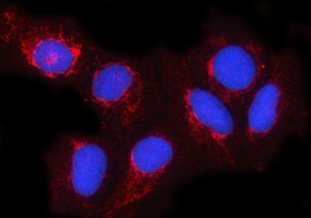Anti-NDUFA4 Antibody