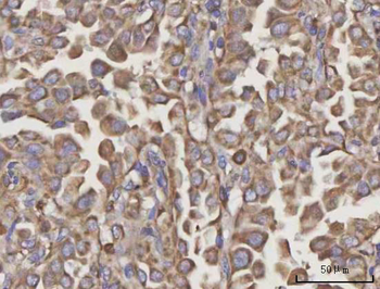 Anti-NDUFA4 Antibody