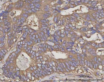 Anti-NDUFA4 Antibody