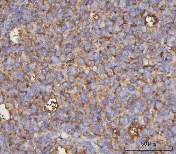 Anti-NDUFA4 Antibody