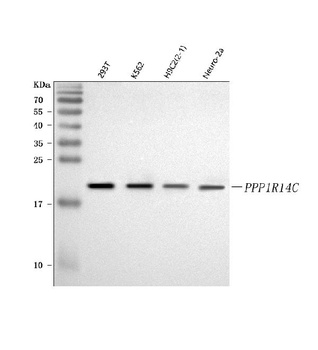 Anti-KEPI/PPP1R14C Antibody