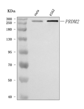 Anti-PRDM2 Antibody