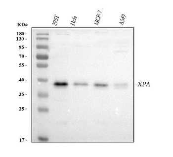 Anti-XPA Antibody