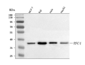 Anti-RFC4 Antibody