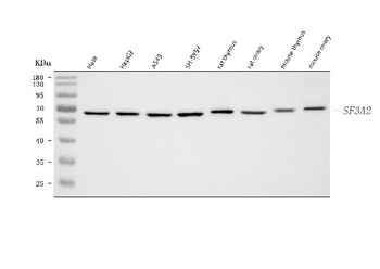 Anti-SF3A2 Antibody