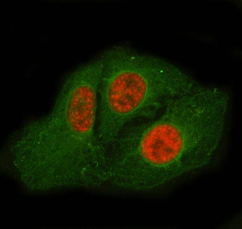 Anti-SF3A2 Antibody