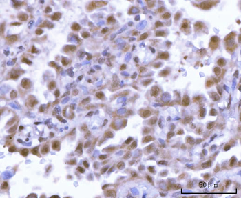 Anti-SF3A2 Antibody