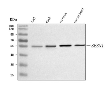 Anti-SESN1 Antibody