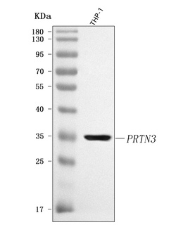 Anti-PRTN3 Antibody