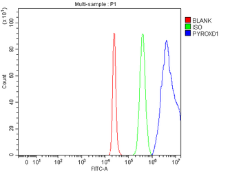 PYROXD1 Antibody