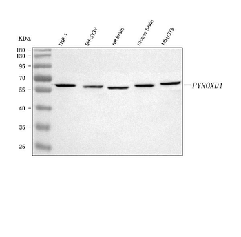 Anti-PYROXD1 Antibody