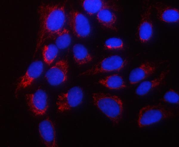 Anti-PPWD1 Antibody