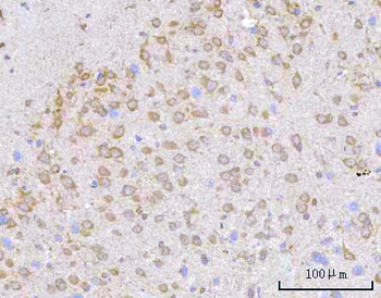 Anti-PPWD1 Antibody