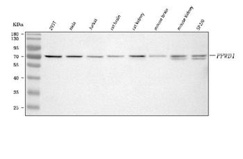 Anti-PPWD1 Antibody
