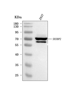 Anti-3BP2/SH3BP2 Antibody