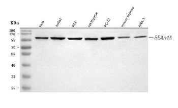 Anti-SEMA4A Antibody